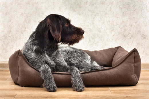 Welk hondenbed is het beste voor mijn hond? Tips voor comfort en gezondheid