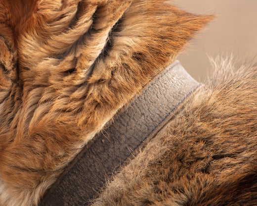 Het Nut van premium hondenharnassen en tuigen: comfort, veiligheid en controle