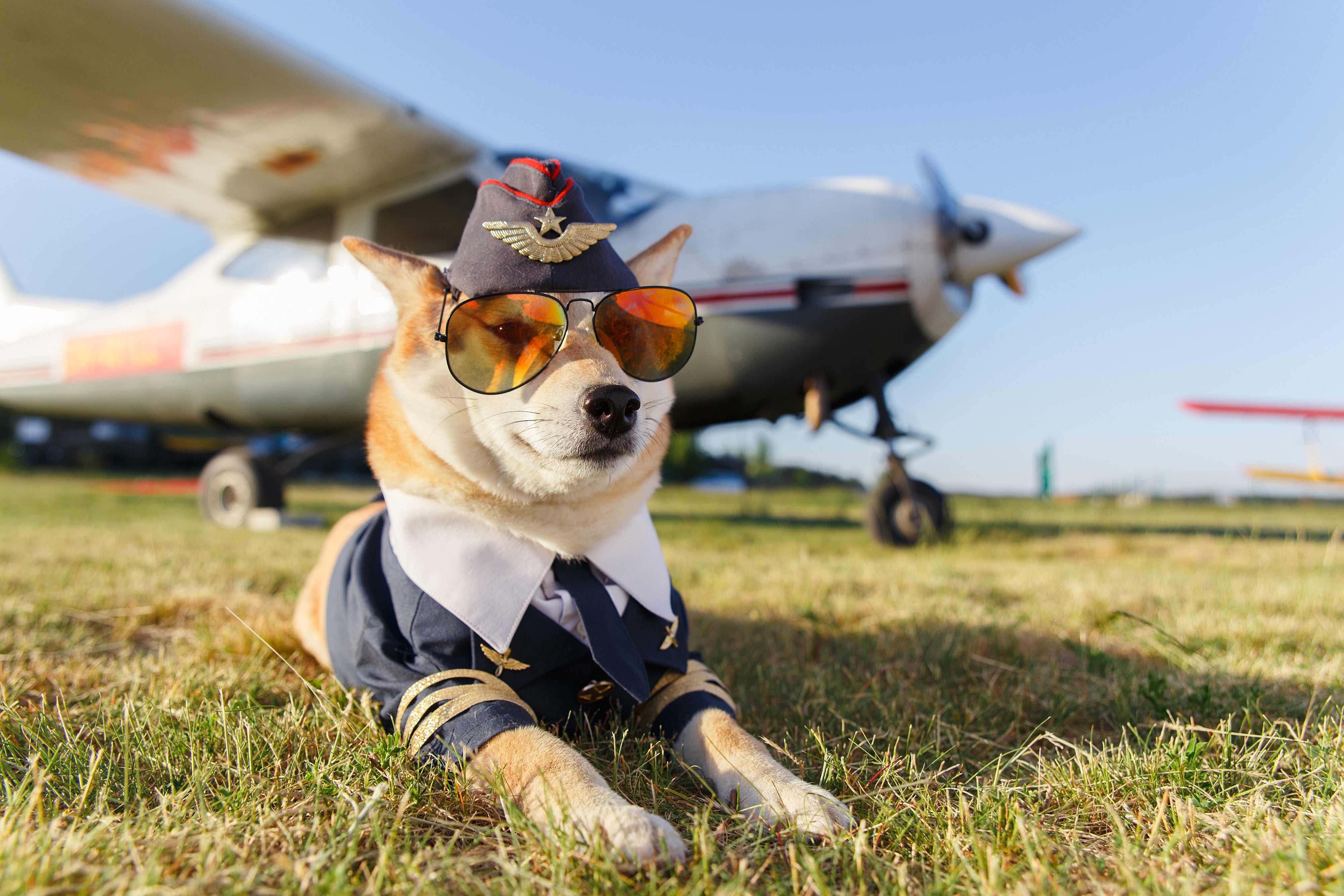 Hoe Vlieg je Veilig met je Hond? Essentiële Tips en Voorbereidingen