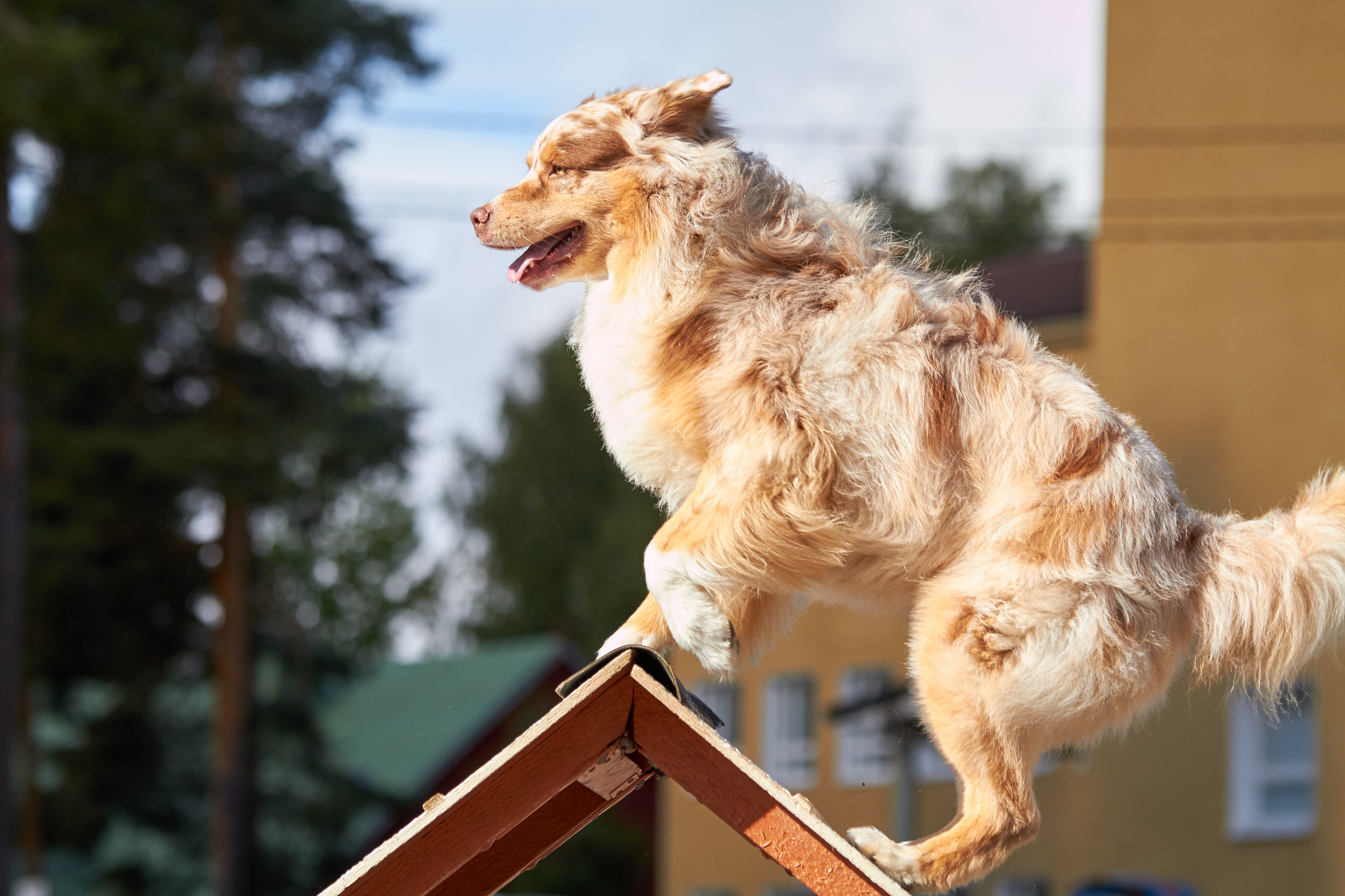 Waarom Spelenderwijs Trainen de Beste Manier is om je Hond Actief en Gehoorzaam te Houden