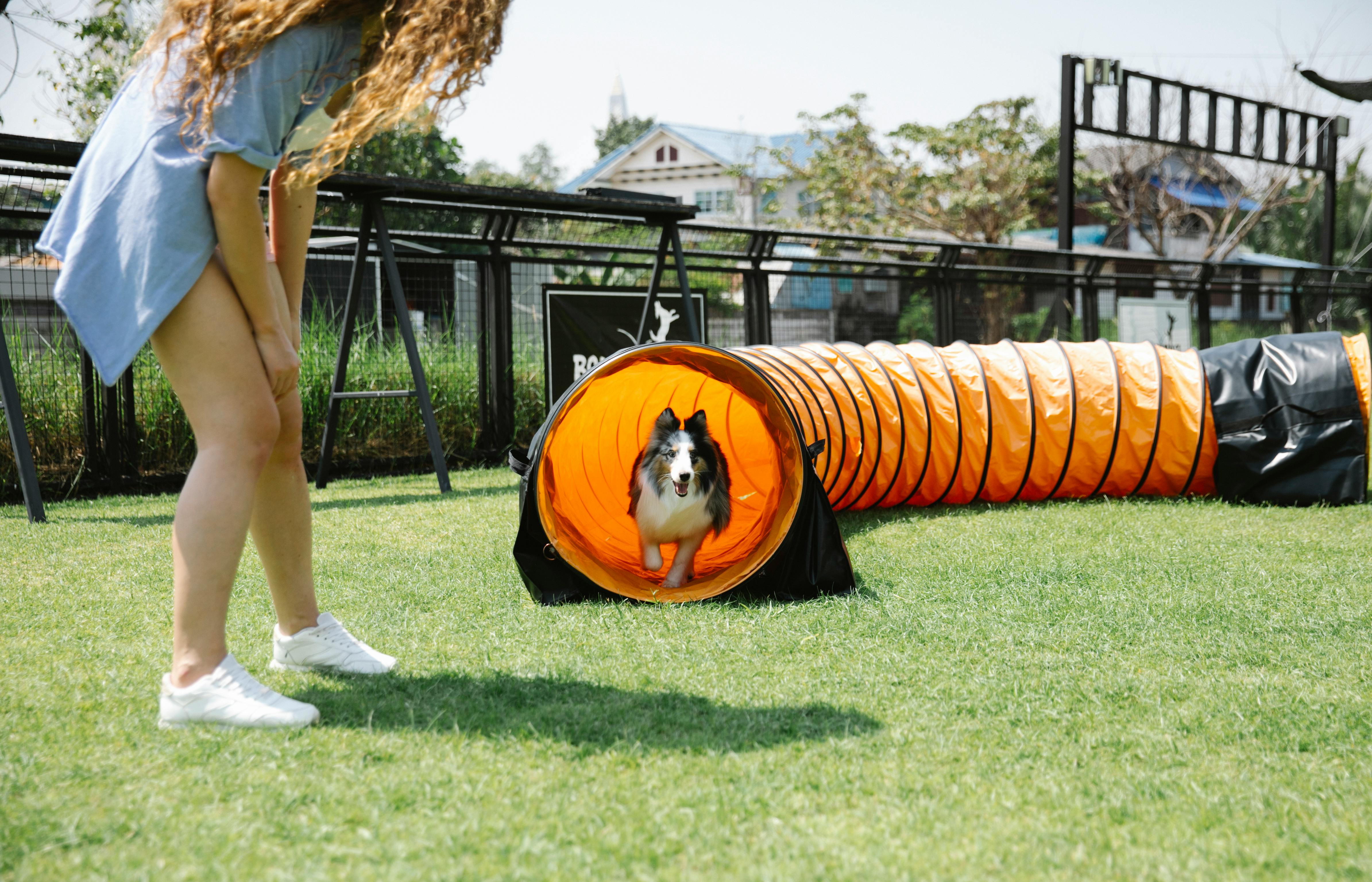 Hondenagility: hoe begin je en train je effectief? Stapsgewijze handleiding