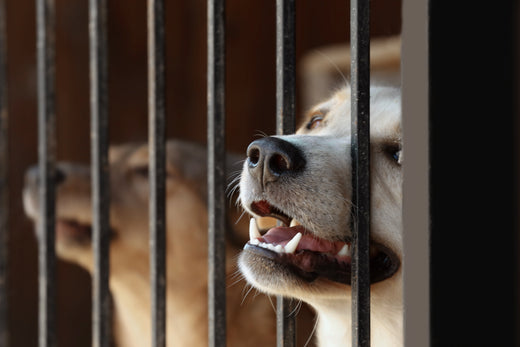 Alles wat u moet weten over hondenkennels: comfort, veiligheid en gemak