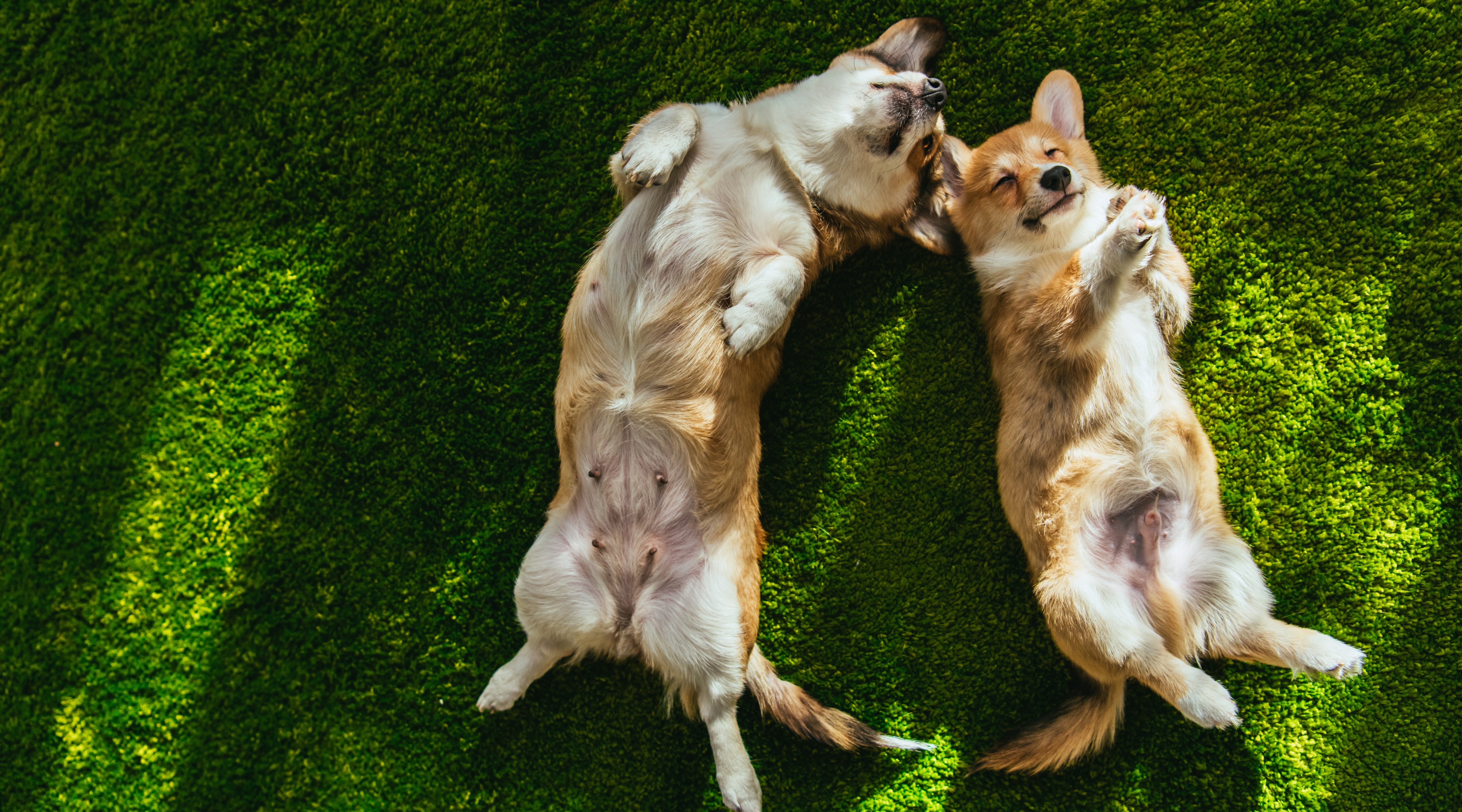 Dubbele Plezier of Dubbele Uitdaging? Alles Over Twee Honden in Huis