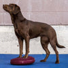 FitPAWS - Balance Disc - Razzleberry