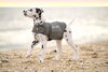 ThunderShirt – Anti-Stress Vest voor Honden