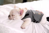ThunderShirt – Anti-Stress Vest voor Honden