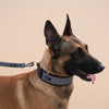 Quapas! Ultra Comfort Reflecterende Halsband Hond