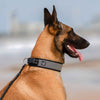 Quapas! Ultra Comfort Reflecterende Halsband Hond