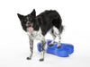 FitPAWS - K9FITbone - Blue