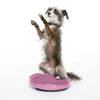 FitPAWS - Balance Disc - Razzleberry