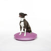 FitPAWS - Balance Disc - Razzleberry