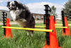 FitPAWS - Hurdle Set