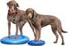 FitPAWS - Balance Disc - Blue